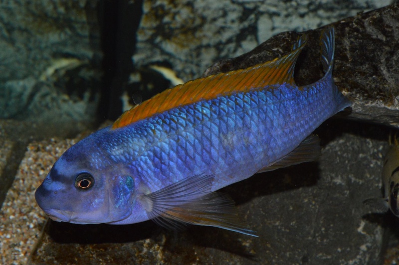 Labeotropheus trewavasae 'Zimbawe Rock'